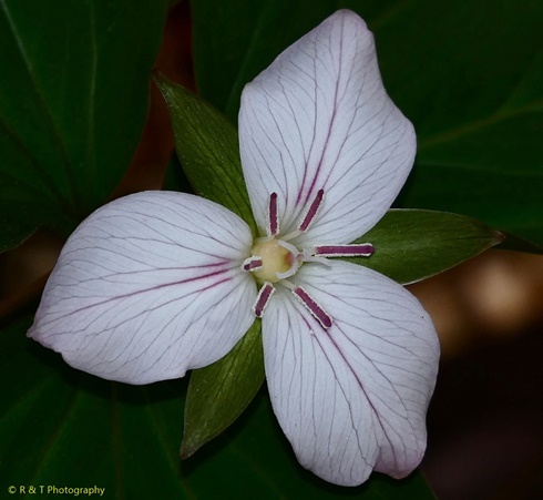 {Trillium undulatum forma enotatum}
